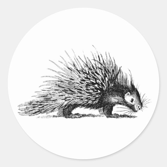 Vintage Porcupine Illustration - 1800's Porcupines Classic Round Sticker