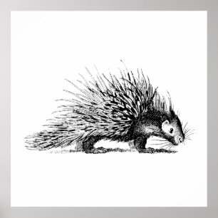 Vintage Porcupine Illustration - 1800's Porcupines Poster