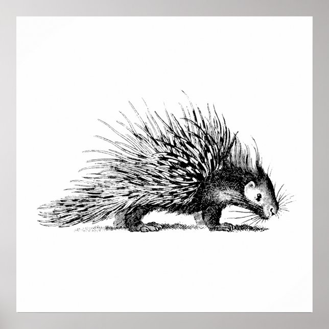Vintage Porcupine Illustration - 1800's Porcupines Poster (Front)