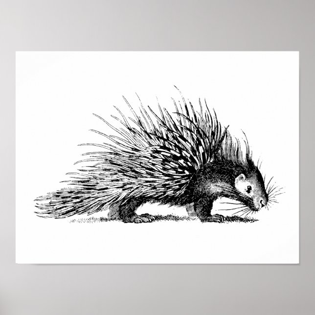 Vintage Porcupine Illustration - 1800's Porcupines Poster (Front)