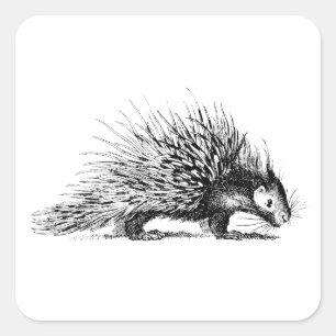 Vintage Porcupine Illustration - 1800's Porcupines Square Sticker