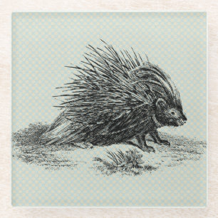 Vintage Porcupine Illustration Glass Coaster