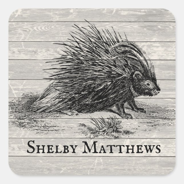 Vintage Porcupine Illustration Personalised Square Sticker (Front)