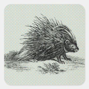 Vintage Porcupine Illustration Square Sticker