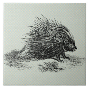 Vintage Porcupine Illustration Tile