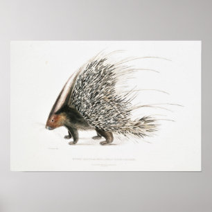 Vintage Porcupine Poster