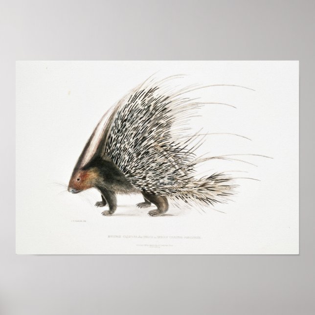 Vintage Porcupine Poster (Front)