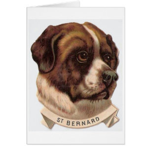 Vintage - Portrait of a Saint Bernard Dog,