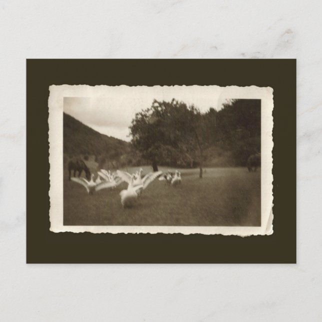 Vintage postcard - geese and horses (Front)