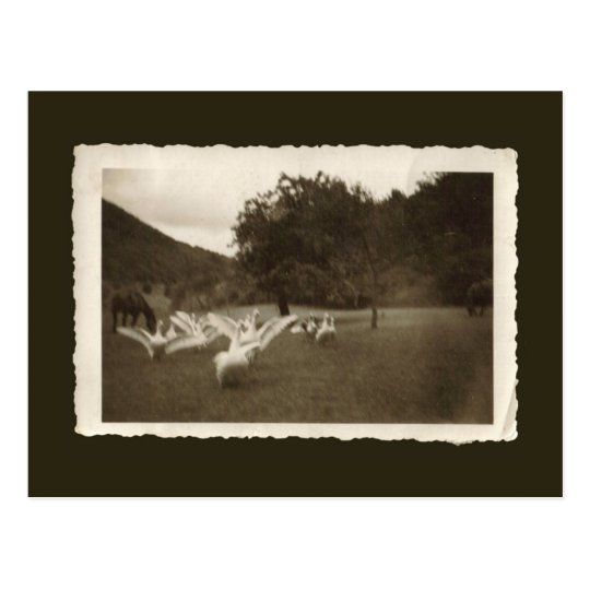 Vintage postcard - geese and horses