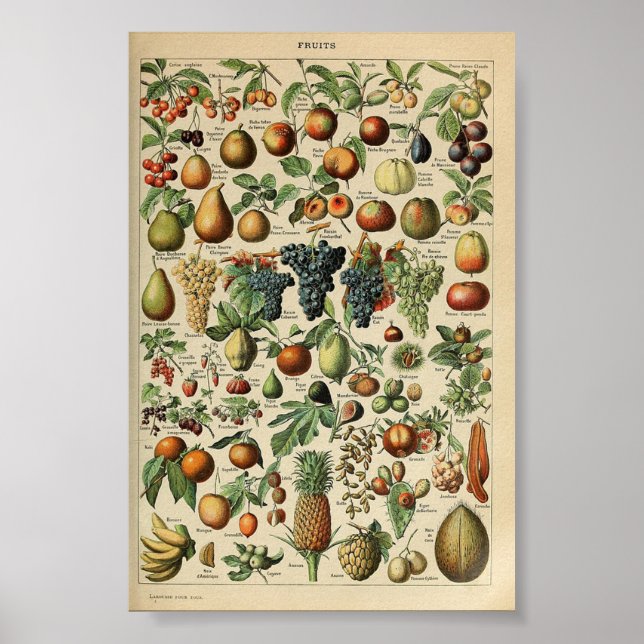 Vintage Poster Adolphe_Millot_fruits-pour_tous (Front)