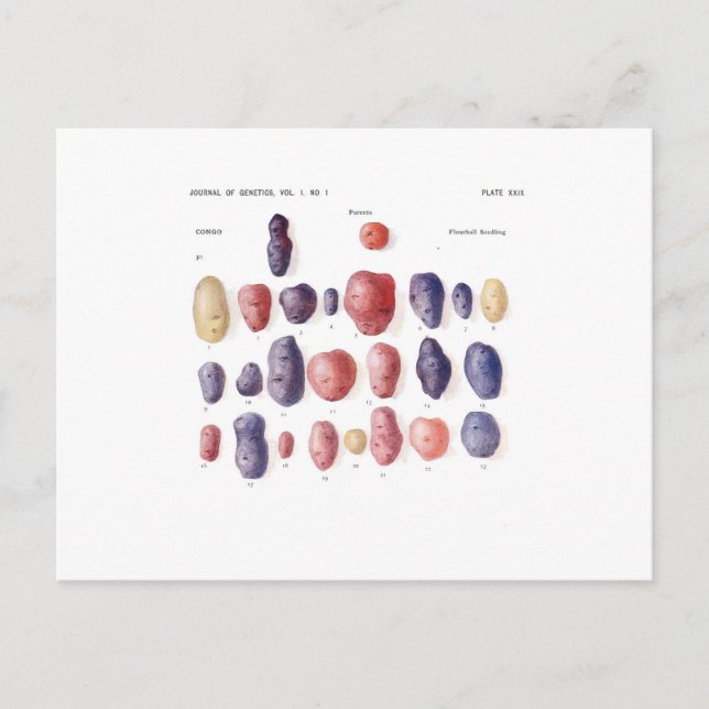 Vintage Potato Botanical Print Postcard (Front)