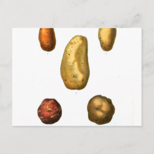 Vintage Potato Botanical Print Postcard