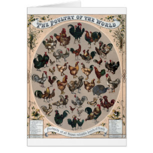 Vintage - Poultry Breeds of the World,