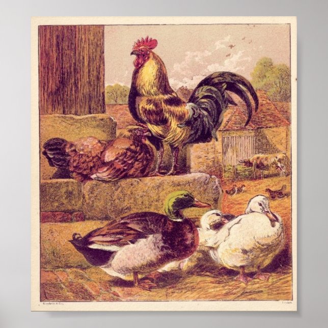 Vintage Poultry Poster (Front)