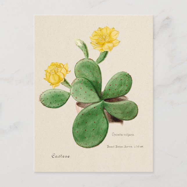 Vintage Prickly Pear Cactus Illustration Postcard (Front)
