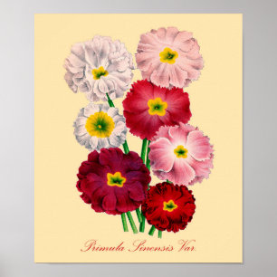 Vintage Primrose Print