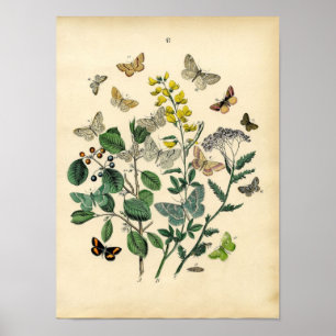 Vintage Print - Lepidoptera - Moths & Butterflies