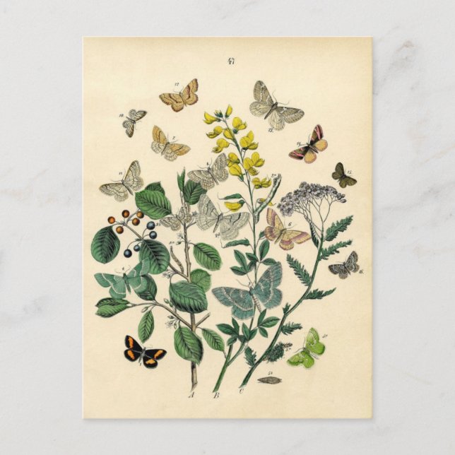 Vintage Print - Lepidoptera - Moths & Butterflies Postcard (Front)