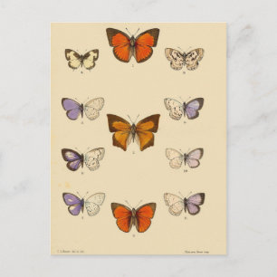 Vintage Print - New Indian lepidoptera Postcard