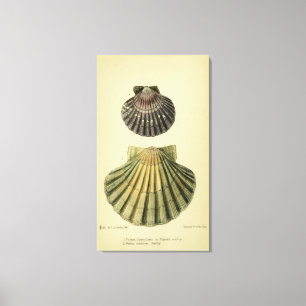 Vintage print of a British shell