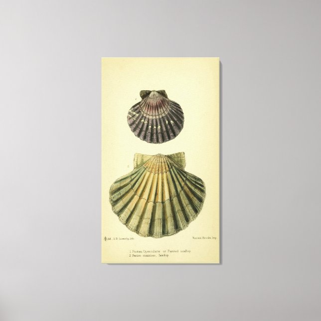 Vintage print of a British shell (Front)