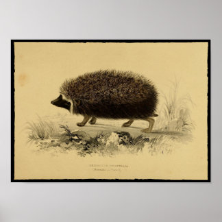 Vintage Print of Hedgehog Poster