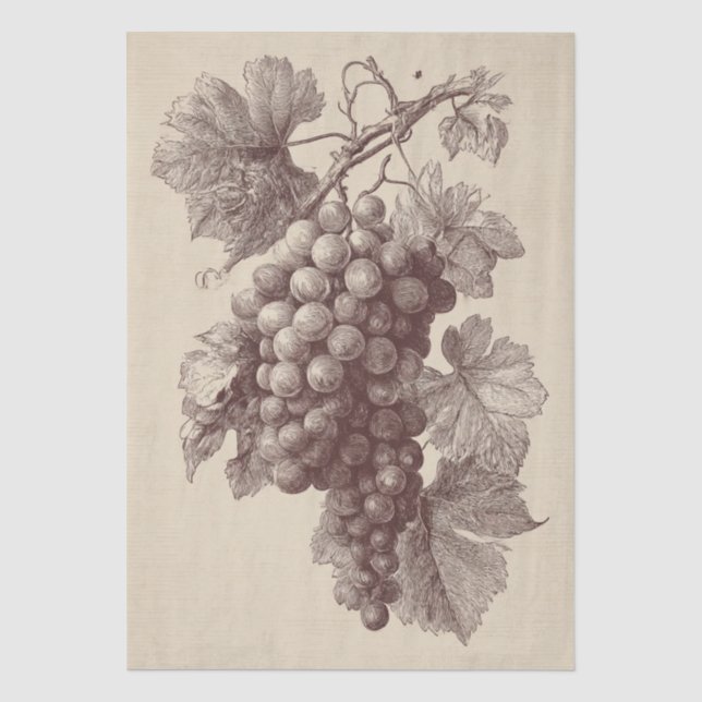 Vintage Print of Vineyard Grapes Tissue Paper (Front)