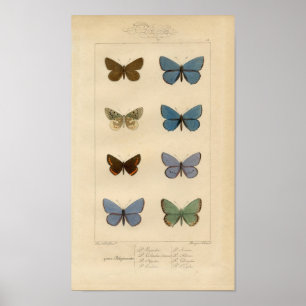Vintage Print - Polyommatus - Moths & Butterflies