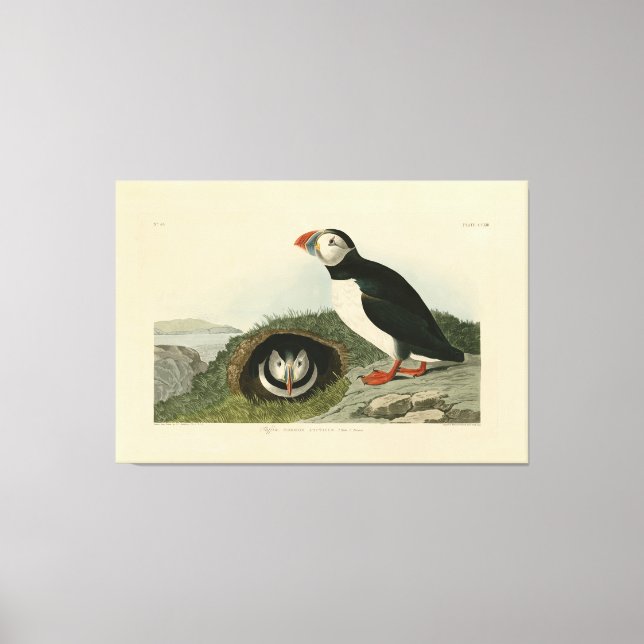 Vintage Puffin Illustration Canvas Print (Front)