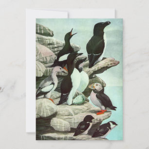 Vintage Puffins and Aquatic Birds by Louis Fuertes
