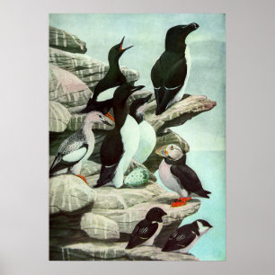 Vintage Puffins and Aquatic Birds by Louis Fuertes Poster