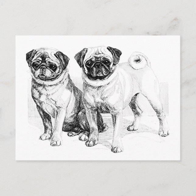 Vintage Pug Illustration Postcard (Front)