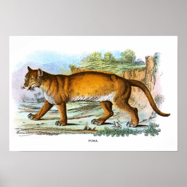 Vintage Puma Animal Illustration Poster (Front)