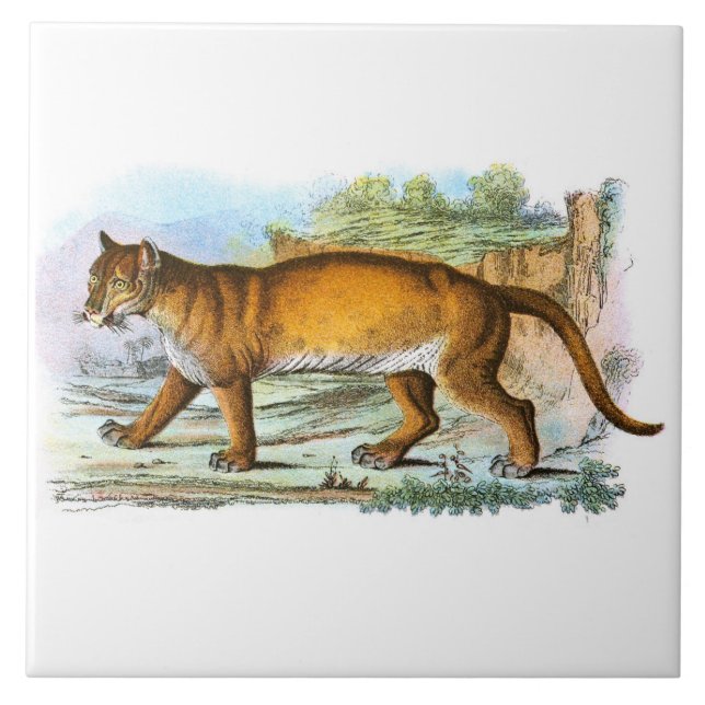 Vintage Puma Animal Illustration Tile (Front)