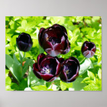 Vintage Purple Black Green Tulips Flowers Holland
