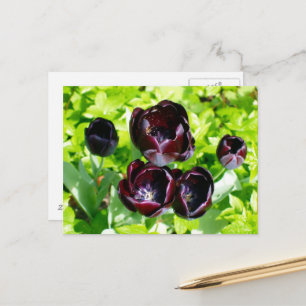 Vintage Purple Black Tulips Flower Holland Photo Postcard