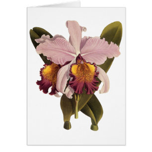 Vintage Purple Cattleya Orchid, Tropical Flowers