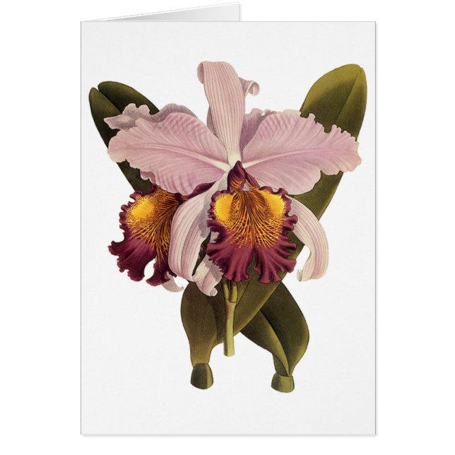 Vintage Purple Cattleya Orchid, Tropical Flowers (Front)