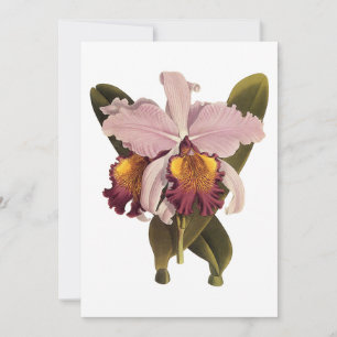 Vintage Purple Cattleya Orchid, Tropical Flowers