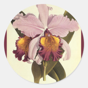 Vintage Purple Cattleya Orchid, Tropical Flowers Classic Round Sticker