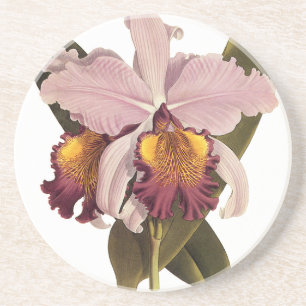 Vintage Purple Cattleya Orchid, Tropical Flowers Coaster
