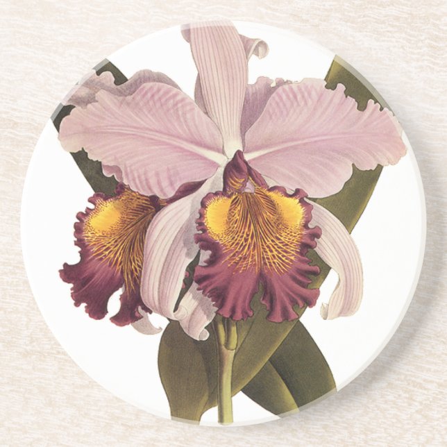 Vintage Purple Cattleya Orchid, Tropical Flowers Coaster (Front)