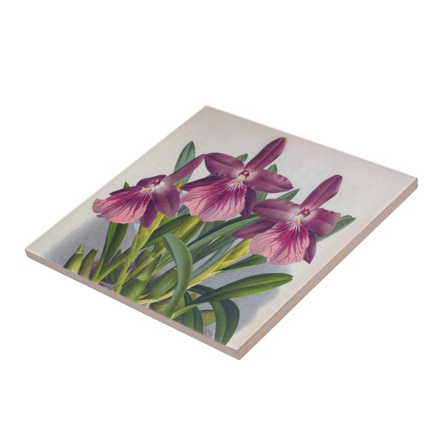 Vintage Purple Lady Orchids Miltonia Spectabilis Tile (Side)