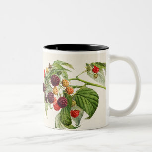 Vintage Purple Raspberry Two-Tone Coffee Mug