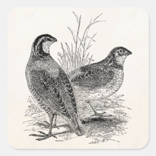 Vintage Quail Birds - Personalised Retro Game Bird Square Sticker
