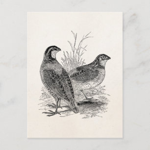 Vintage Quail Birds - Personalized Retro Game Bird Postcard