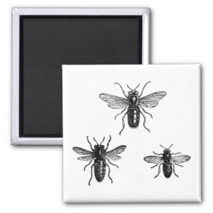 Vintage Queen Bee & Working Bees Illustration Magnet