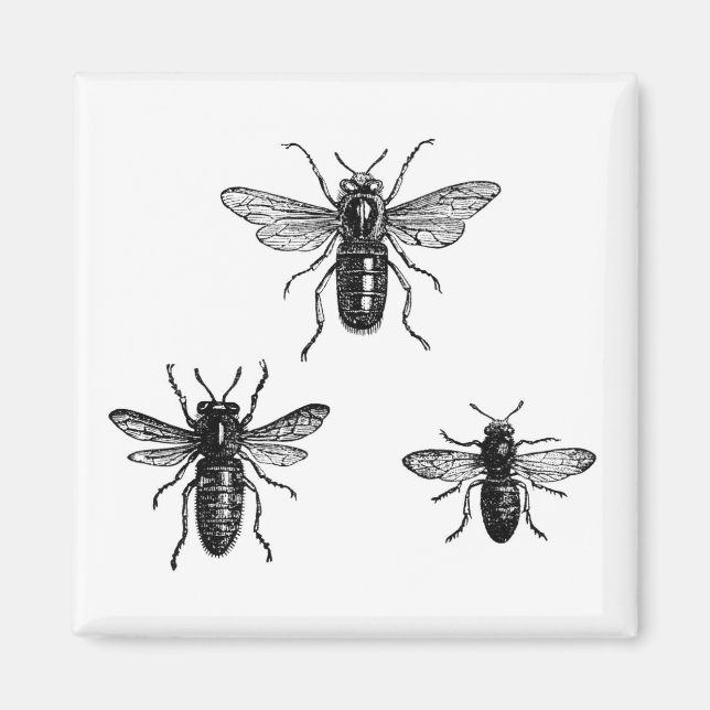Vintage Queen Bee & Working Bees Illustration Magnet (Front)