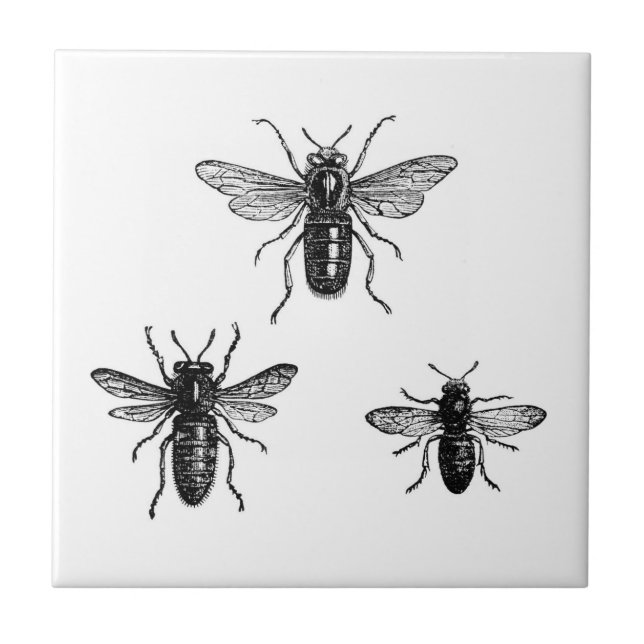 Vintage Queen Bee & Working Bees Illustration Tile (Front)